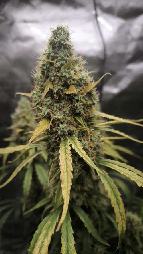 Auto night Queen. Week 9