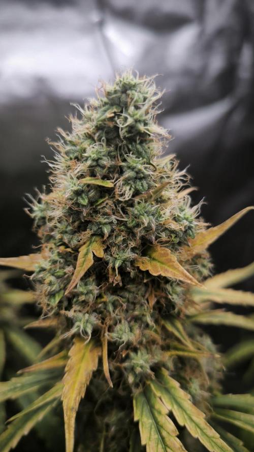 Auto night Queen. Week 9