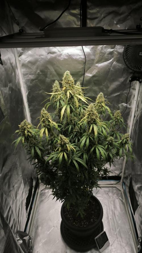 Auto night Queen. Week 9