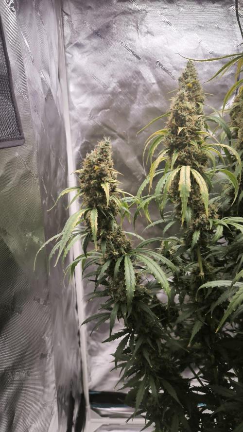 Auto night Queen. Week 9