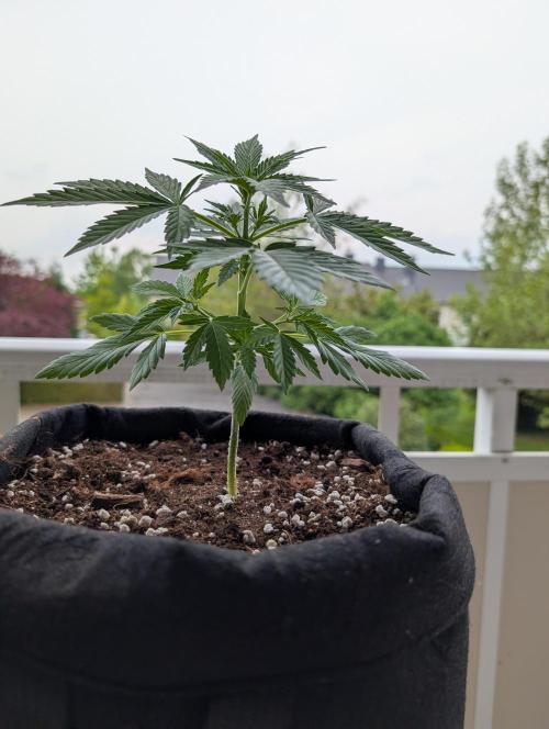 Lightmix. Week 4