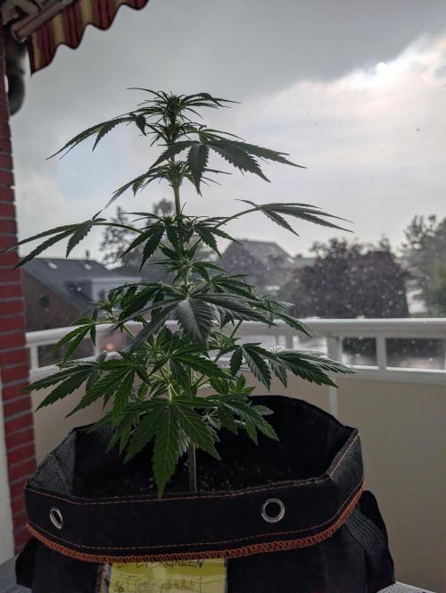 Emily Evergreen. Week 6
