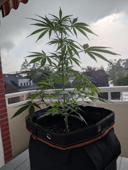 Lightmix. Week 6