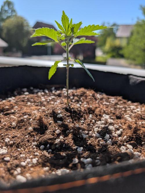 Chemical Candy. Week 3