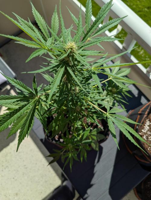 Emily Evergreen. Week 7