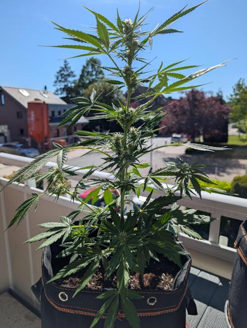 Emily Evergreen. Week 7