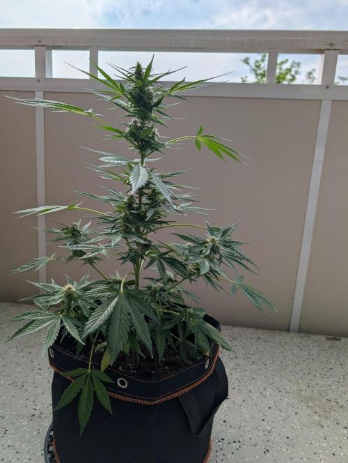 Emily Evergreen. Week 8