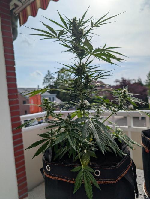 Emily Evergreen. Week 8