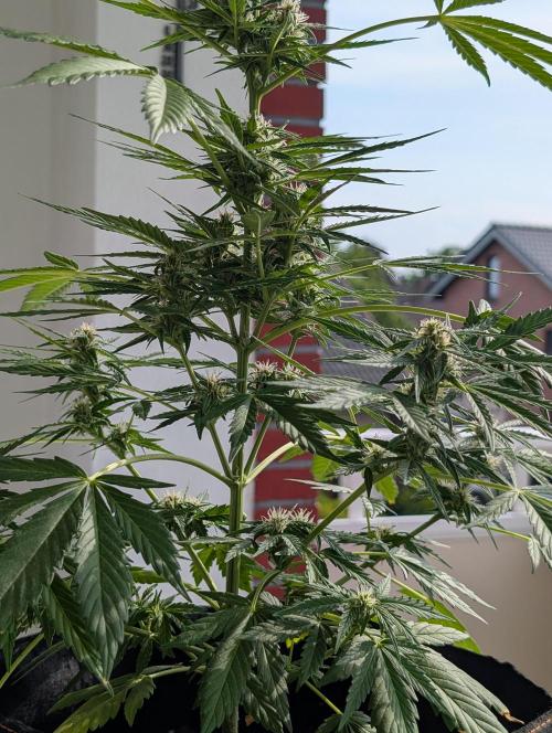Emily Evergreen. Week 8