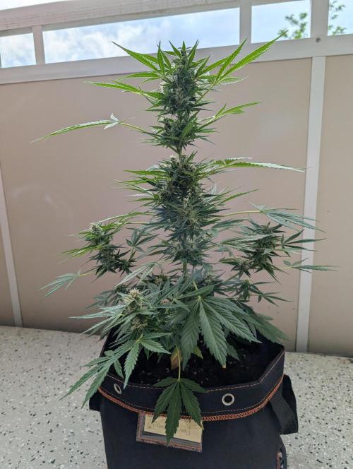 Emily Evergreen. Week 9