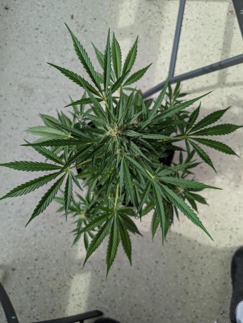 Emily Evergreen. Week 9