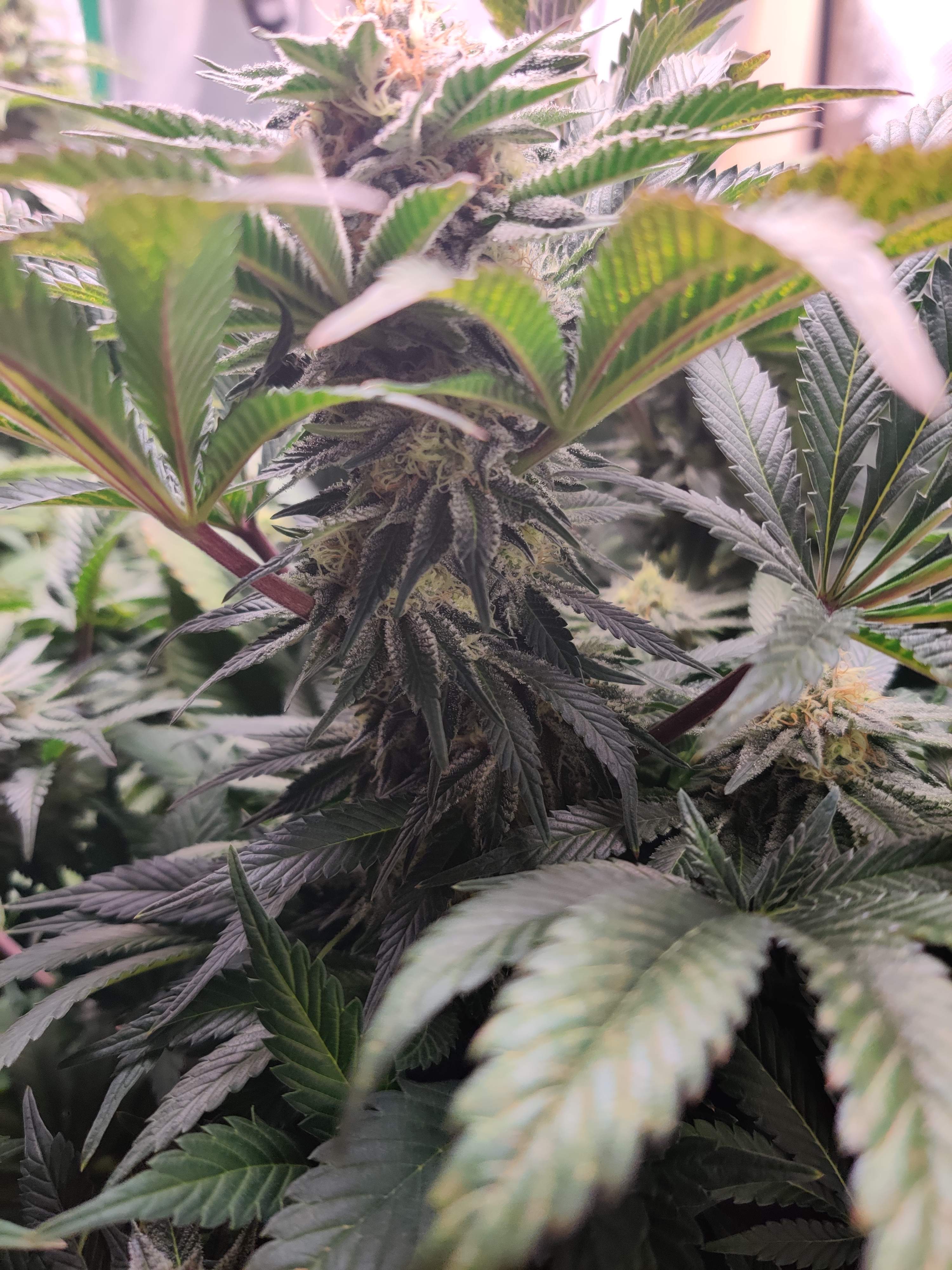 Best-selling Ice Cream Cake plant cannabis yield