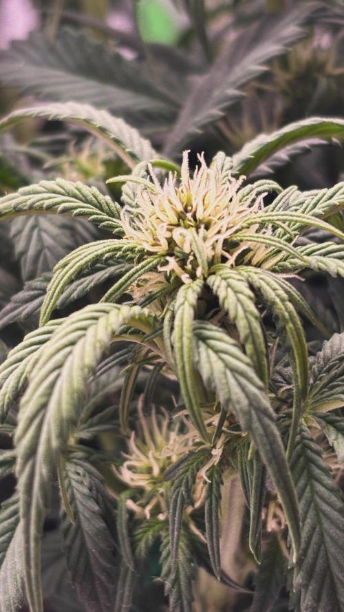 Banana Purple Punch Auto. Week 6