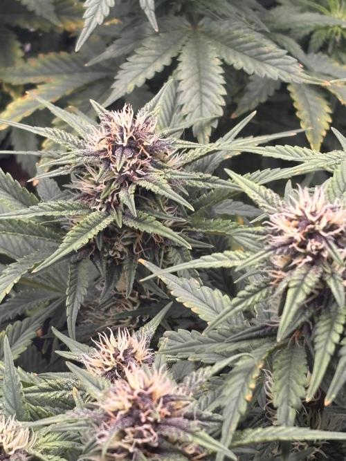 Banana Purple Punch Auto. Week 7