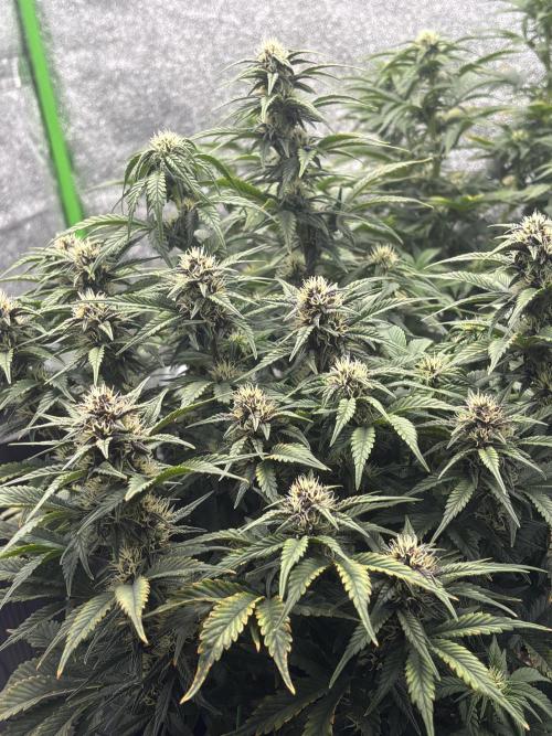Banana Purple Punch Auto. Week 7