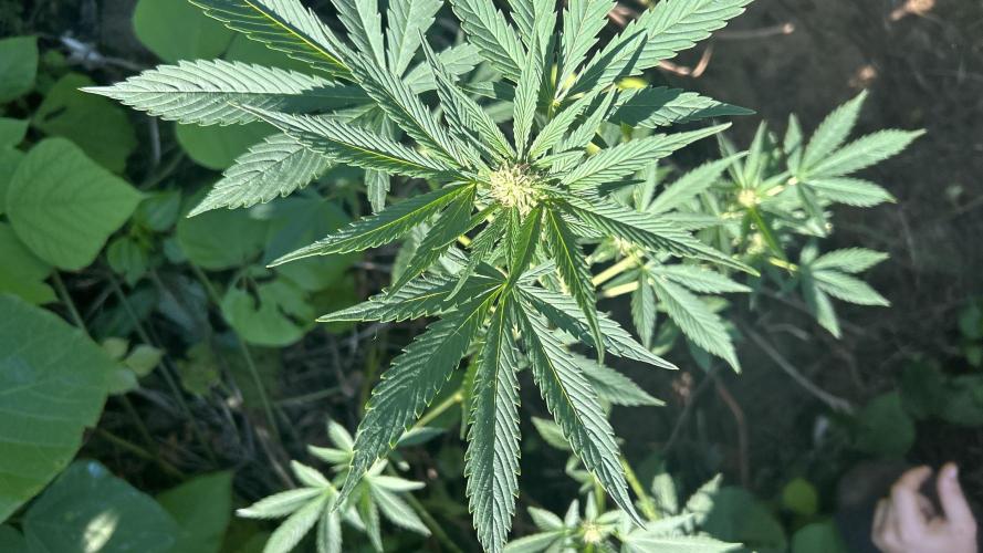 BARNEYS FARM - “LSD”. Week 8 - Cola’s and leaves are looking amazingly healthy