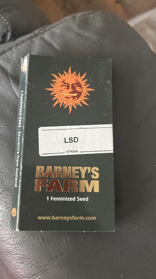 BARNEYS FARM - “LSD”. Week 8 - Purchased directly off Barney’s Farms website or one of their links
