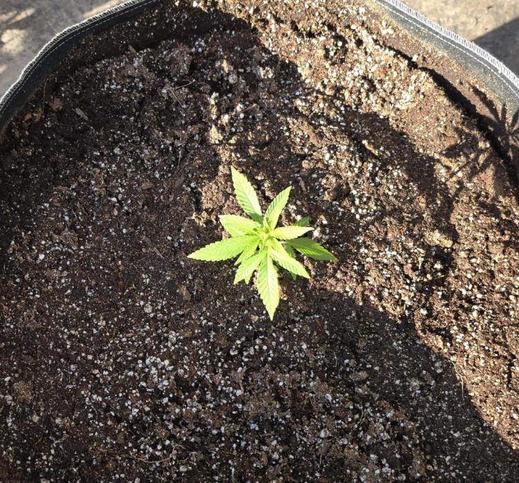 2026 Season. Week 3 - Just transplanted from 4" pot