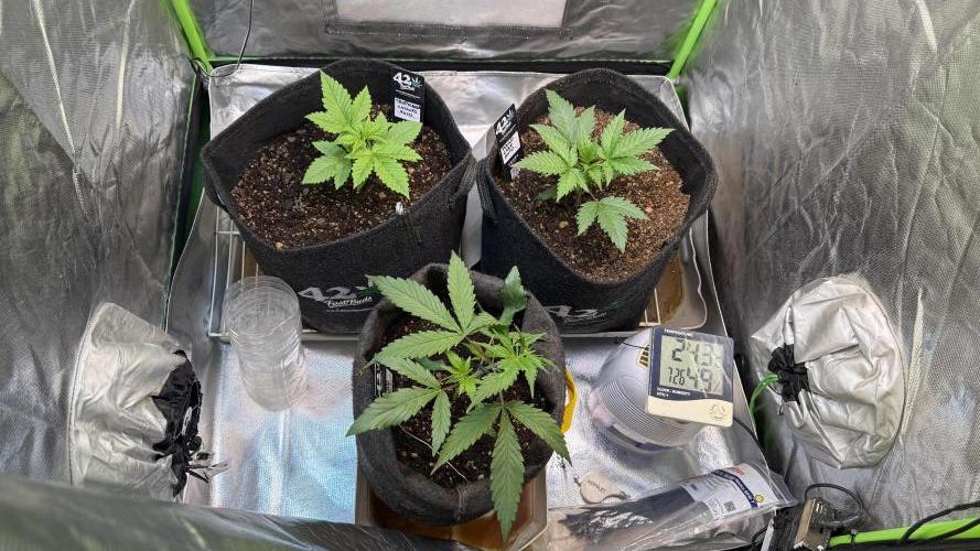 Fast Buds - Pound Cake Auto. Week 2 - Día 14