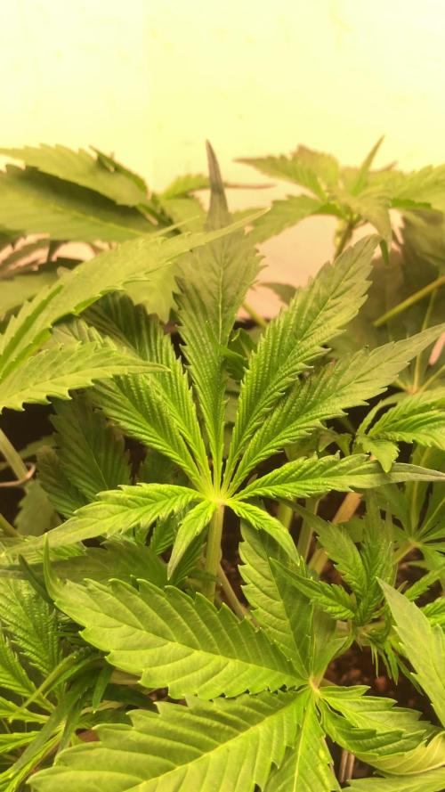Strawberry Gorilla auto - Fast Buds