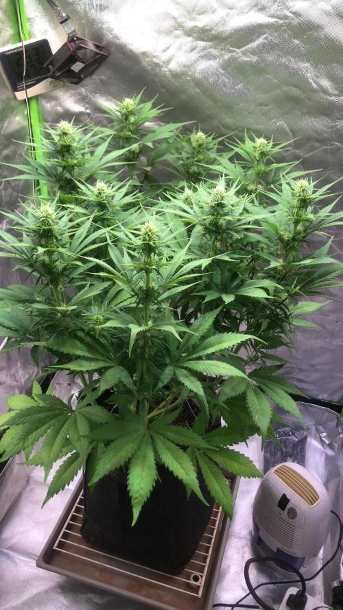 Strawberry Gorilla auto - Fast Buds