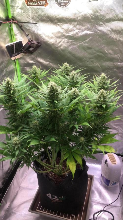 Strawberry Gorilla auto - Fast Buds