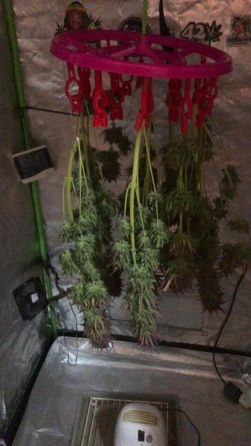 Strawberry Gorilla auto - Fast Buds