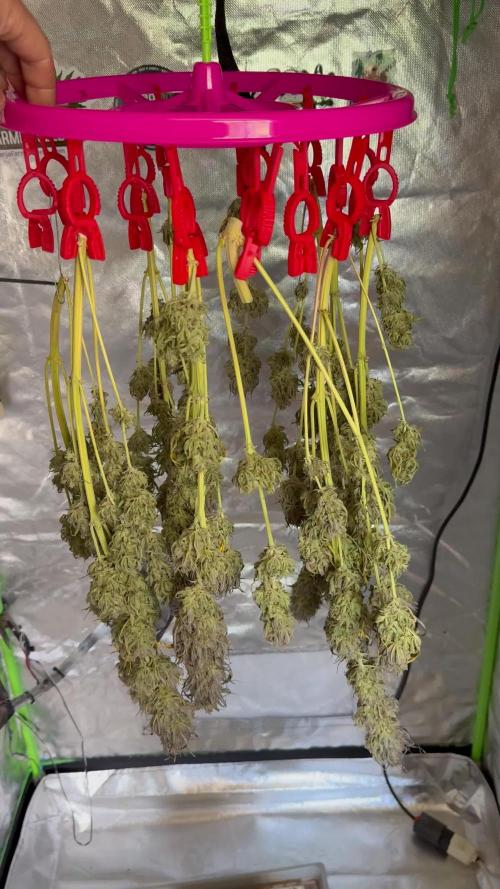 Strawberry Gorilla auto - Fast Buds