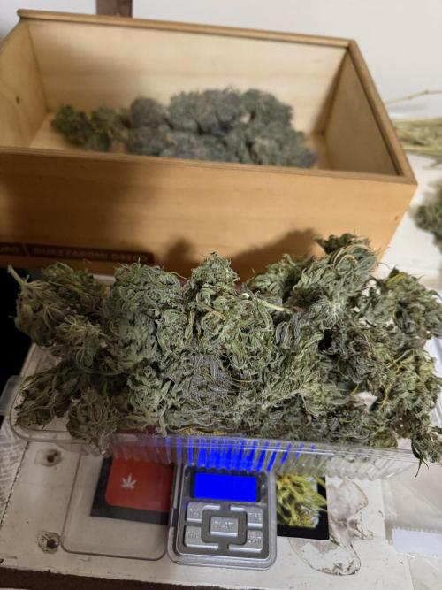 Strawberry Gorilla auto - Fast Buds. Week 13