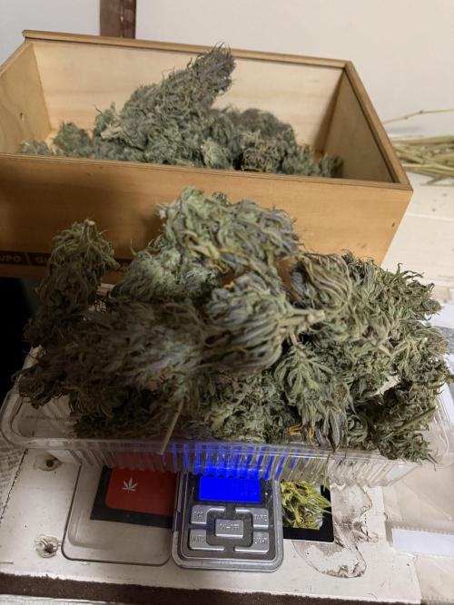 Strawberry Gorilla auto - Fast Buds. Week 13