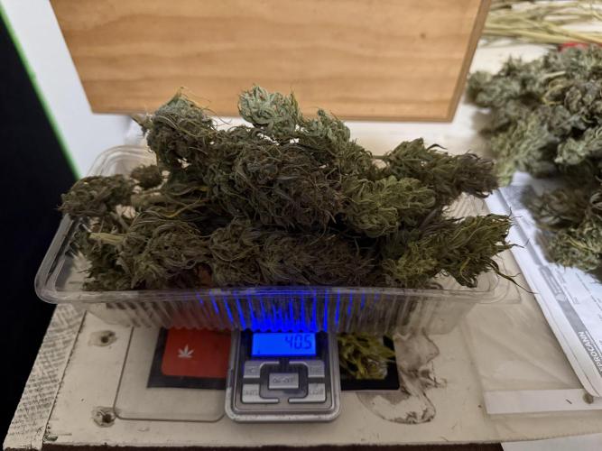 Strawberry Gorilla auto - Fast Buds. Week 13