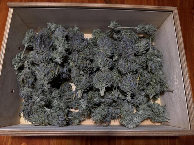 Strawberry Gorilla auto - Fast Buds. Week 13