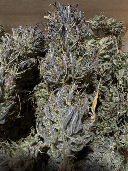 Strawberry Gorilla auto - Fast Buds. Week 13