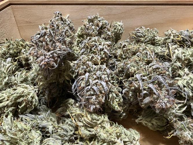 Strawberry Gorilla auto - Fast Buds. Week 13