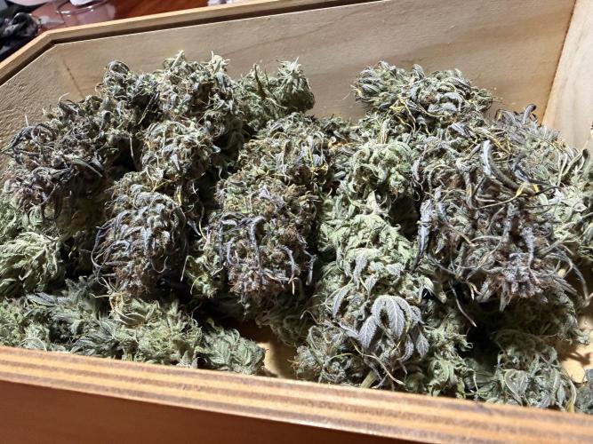 Strawberry Gorilla auto - Fast Buds. Week 13