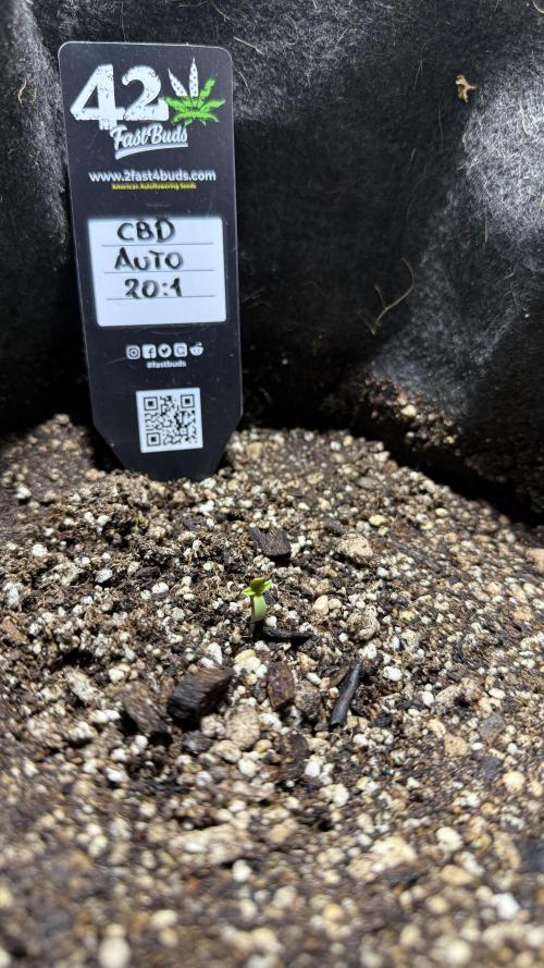 CBD AUTO 20:1. Week 0 - 4/5