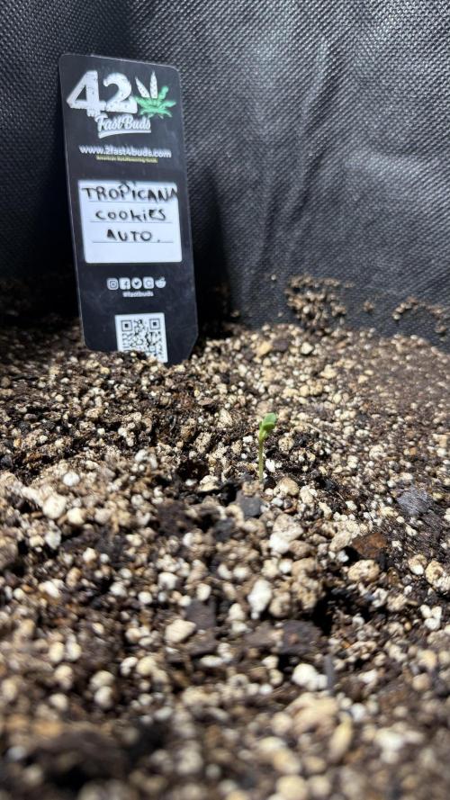 Fast Buds - Tropicana cookies Auto. Week 0 - 5/5