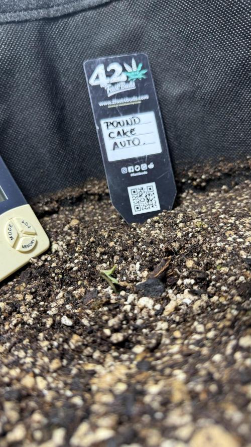 Pound Cake Auto. Week 0