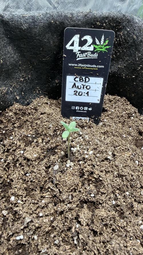CBD Auto 20:1. Week 0