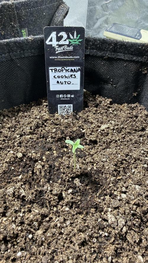 Fast Buds - Tropicana cookies Auto. Week 0 - 7/5