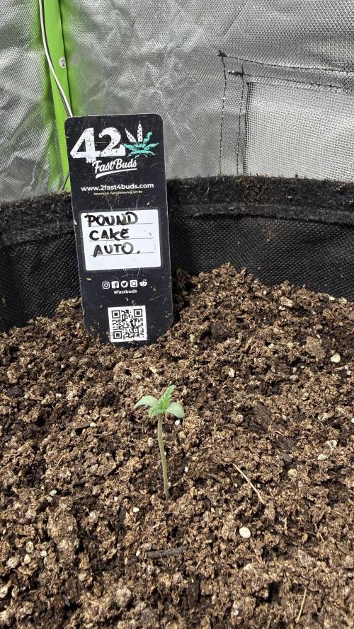 Pound Cake Auto. Week 0