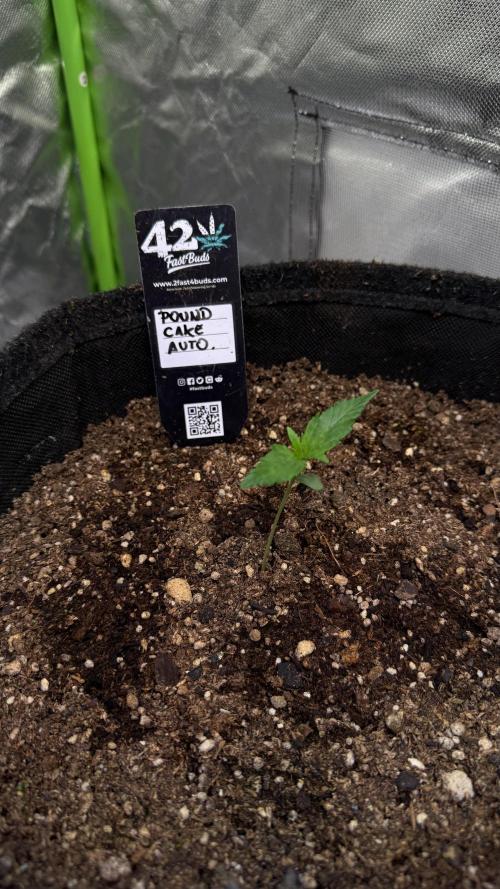 Fast Buds - Pound Cake Auto. Week 1 - Día 3