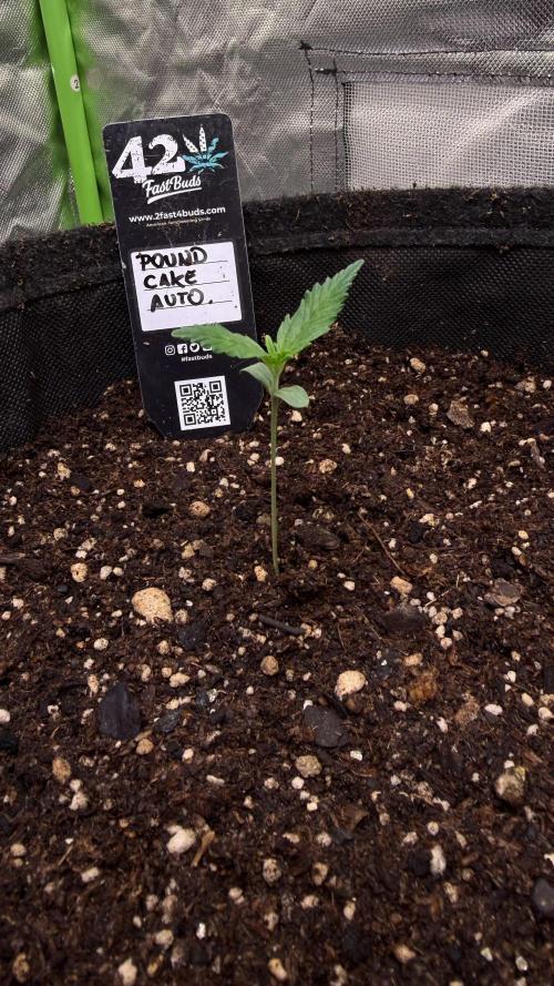 Fast Buds - Pound Cake Auto. Week 1 - Día 5