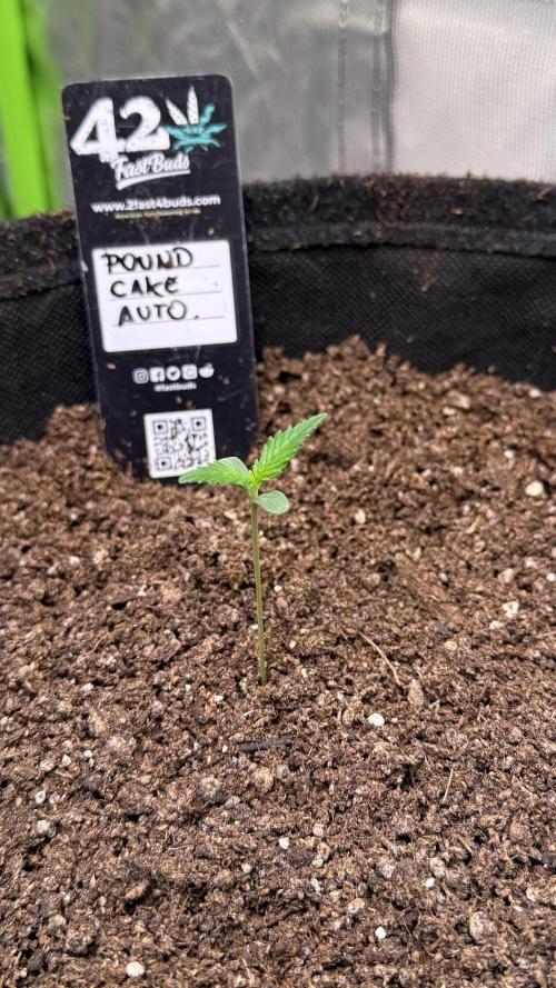 Fast Buds - Pound Cake Auto. Week 1 - Día 2