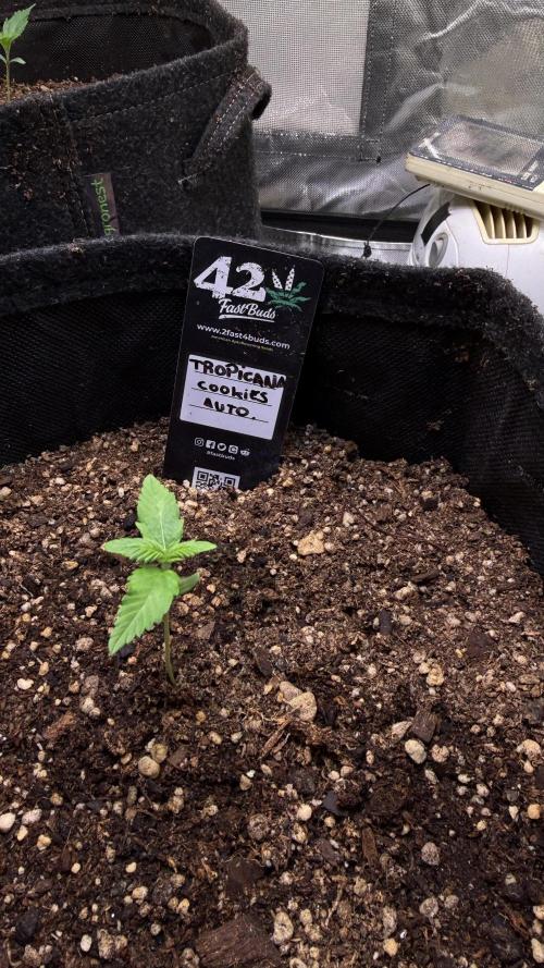 Fast Buds - Tropicana cookies Auto. Week 1 - Día 5