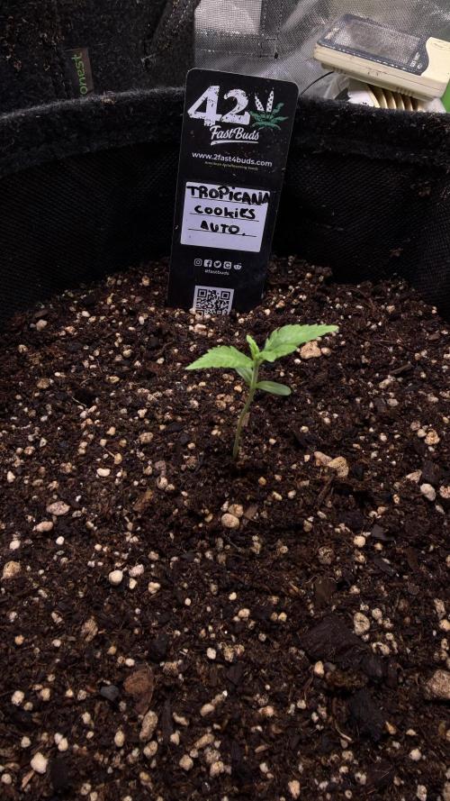 Fast Buds - Tropicana cookies Auto. Week 1 - Día 4
