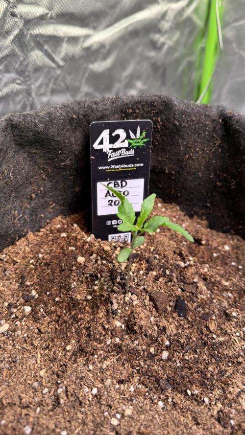 CBD AUTO 20:1. Week 1 - Día 4