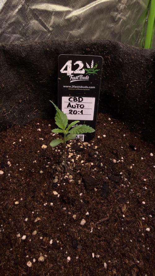 CBD AUTO 20:1. Week 1 - Día 5