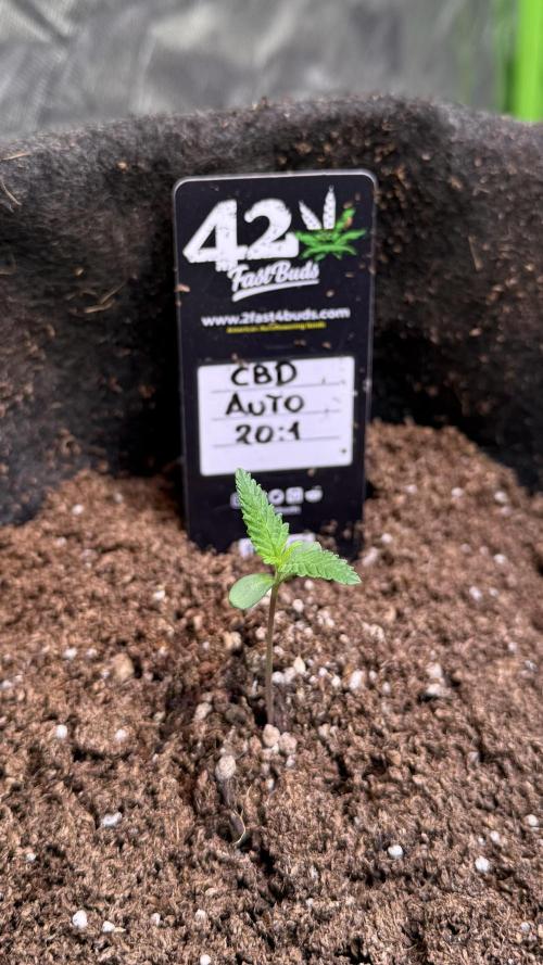 CBD AUTO 20:1. Week 1 - Día 2 