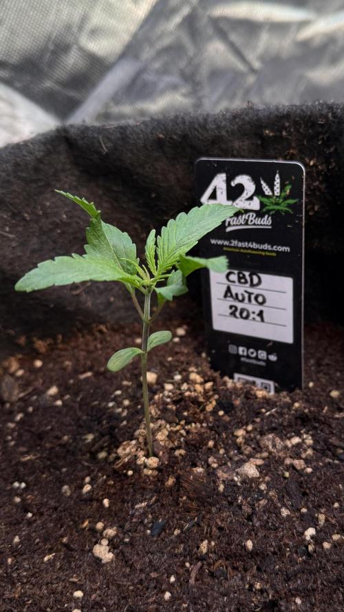 CBD Auto 20:1. Week 1